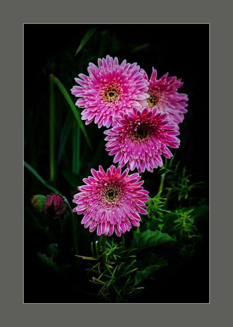 Gerbera Daisies- 00